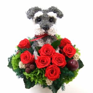 シュナウザー　犬花