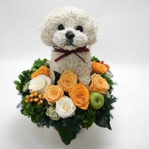 ビションフリーゼ　犬花