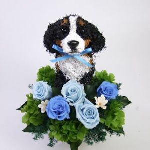 バーニーズマウンテンドッグ　犬花