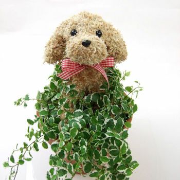 還暦祝いのちゃんちゃんこ付き 動物トピアリー鉢植え 愛犬家の還暦祝いに犬のトピアリー鉢植え還暦のちゃんちゃんこセット付