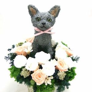 ロシアンブルー　猫花