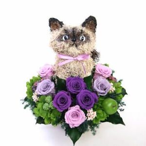 ヒマラヤン　猫花