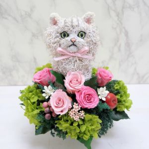 チンチラ　猫花