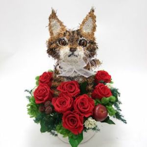 メインクーン　猫花