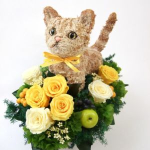 マンチカン　猫花