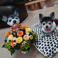 犬猫ペットの オーダーメイド作品のご注文方法 犬猫ペットの オーダーメイド作品のご注文方法