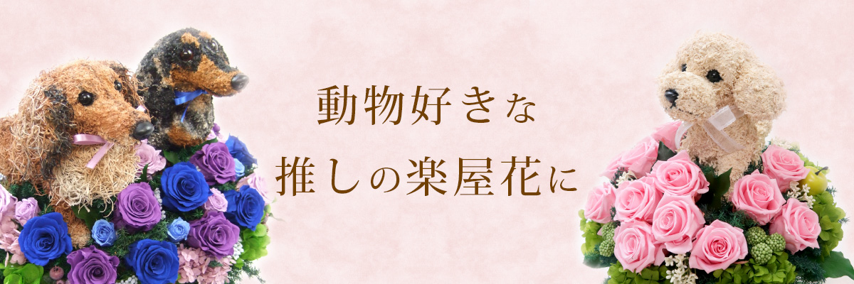 楽屋花 犬好き 猫好きのアイドル 芸能人へ