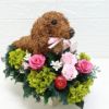 犬花