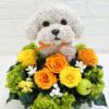 犬花