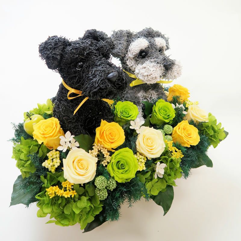 シュナウザー ウェルカムドール