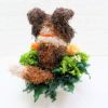 犬花