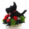 犬花