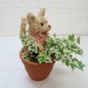 猫　鉢植え