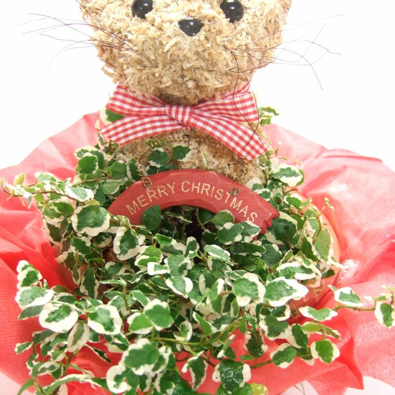 可愛い鉢植え　猫