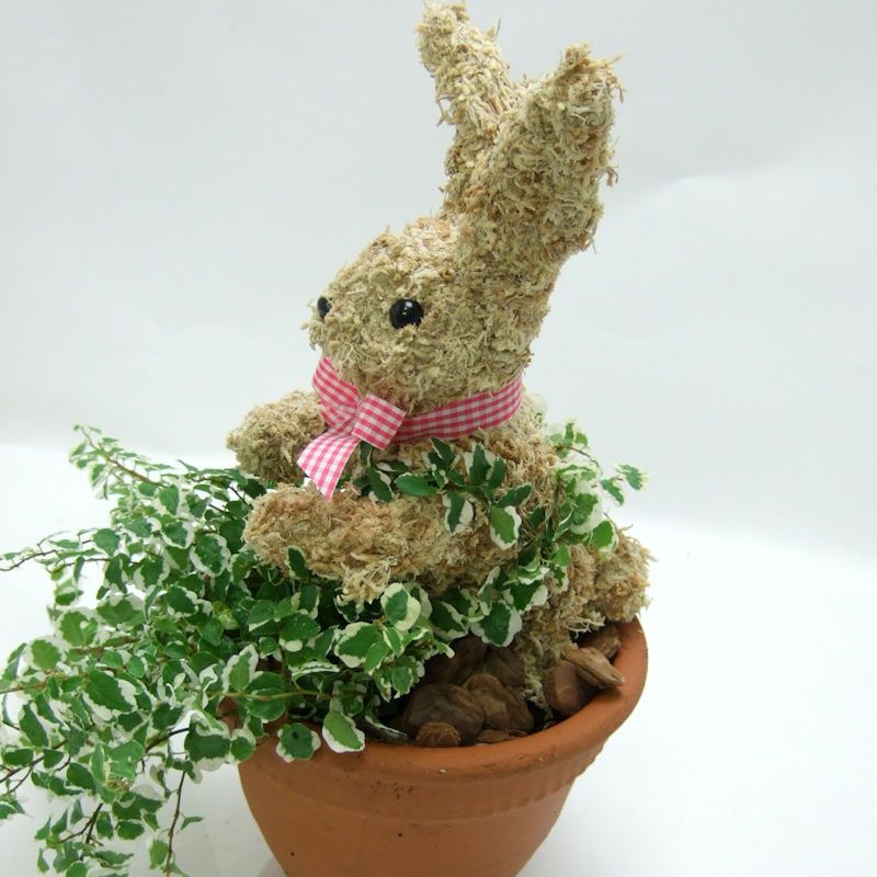 鉢植え　うさぎ