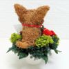 犬花　母の日