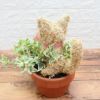 トピアリー鉢植え猫