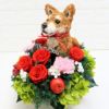 母の日　花　犬