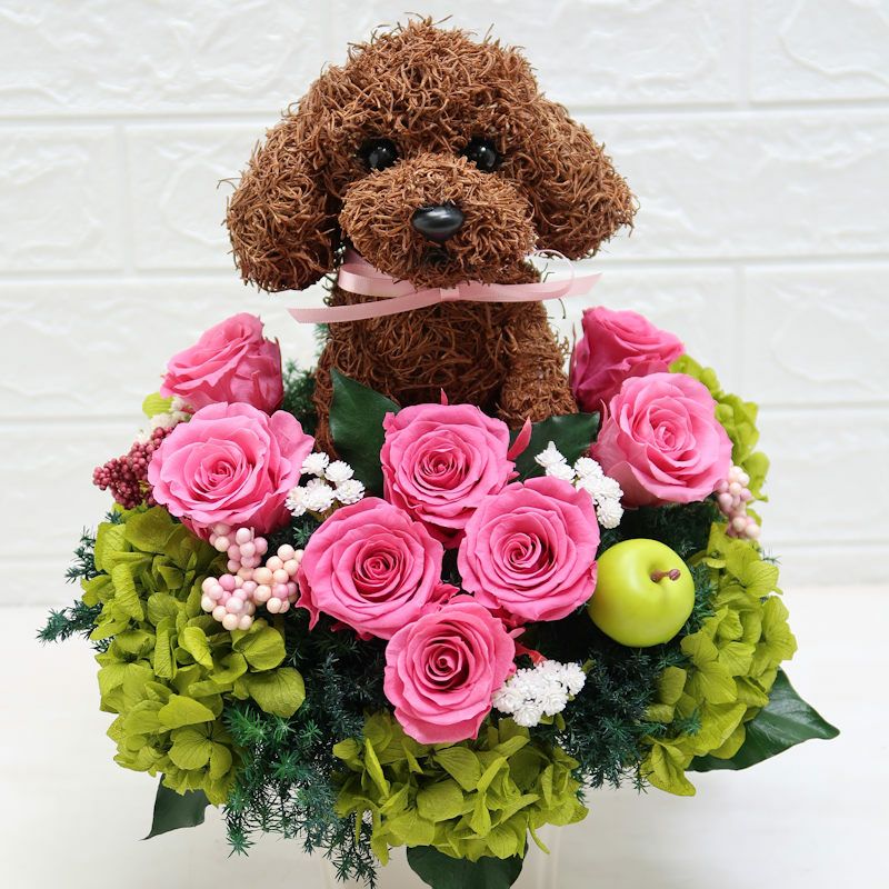 動物病院開院祝い　トイプードル