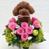 動物病院開院祝い　トイプードル
