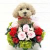 犬花　母の日