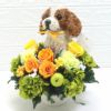 犬花