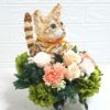 猫花
