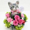 猫花