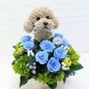 トイプードルプレゼント 誕生日